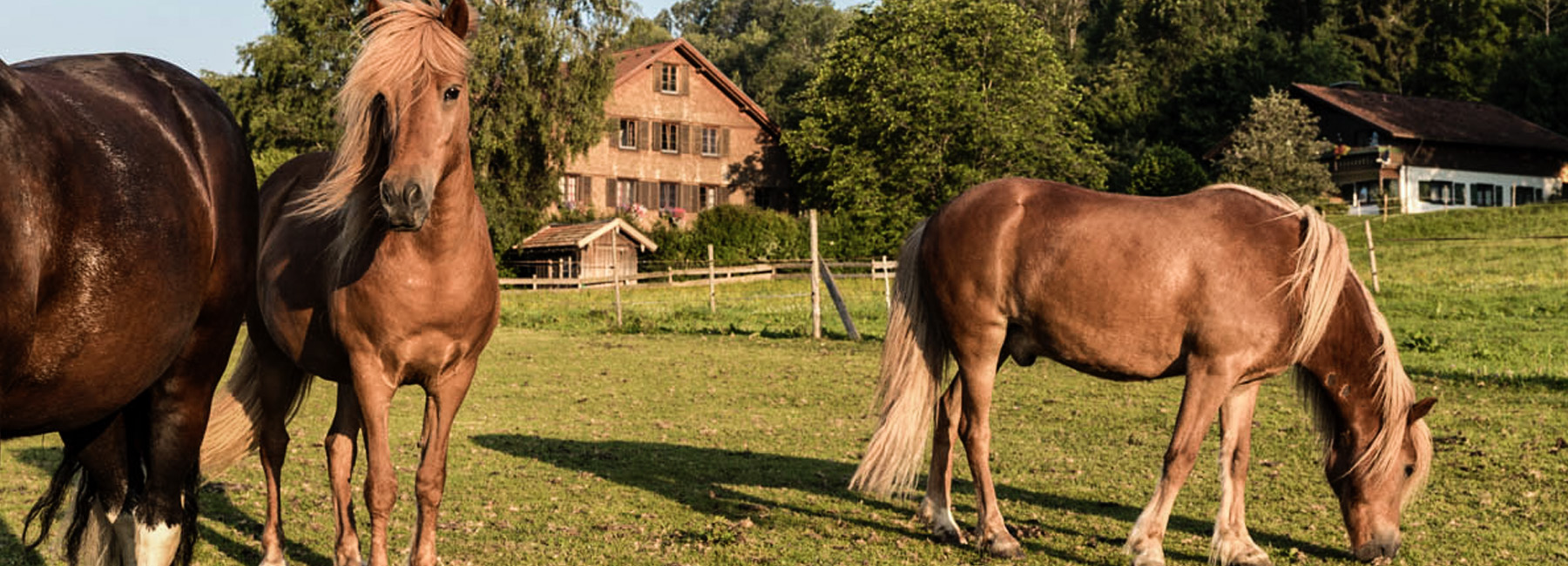 Tiere-Header 1